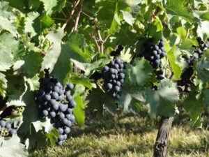 Belles grappes d'abouriou