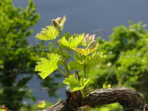 Le vert printanier éclate à la lumière de l'orage