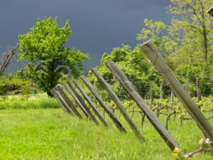 Le vignoble sous l'orage