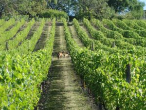 Les chevreuils aiment notre vignoble bio